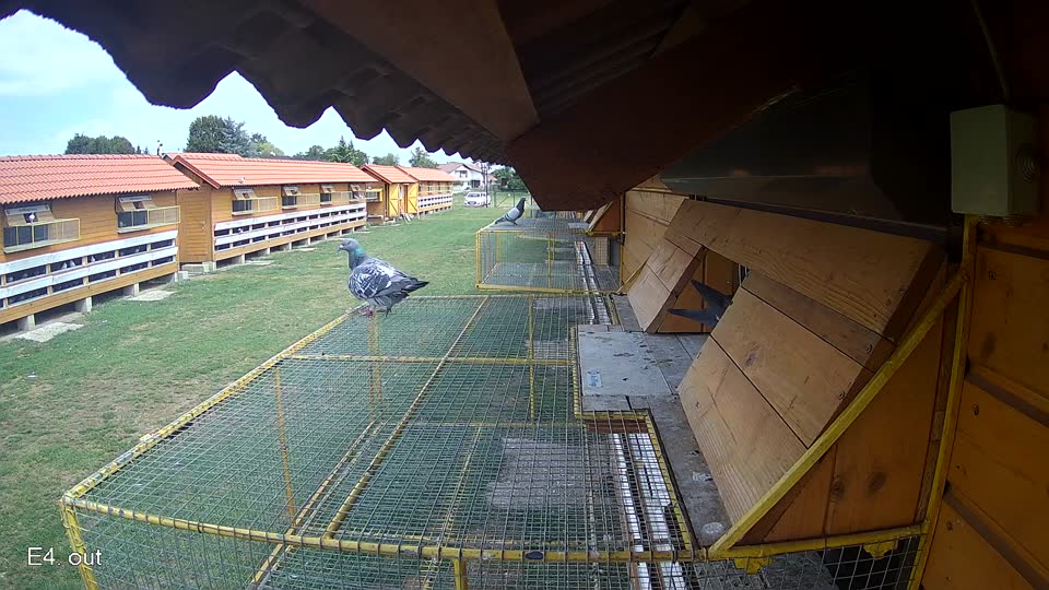 Pigeon Arrival Image For Race Race 4