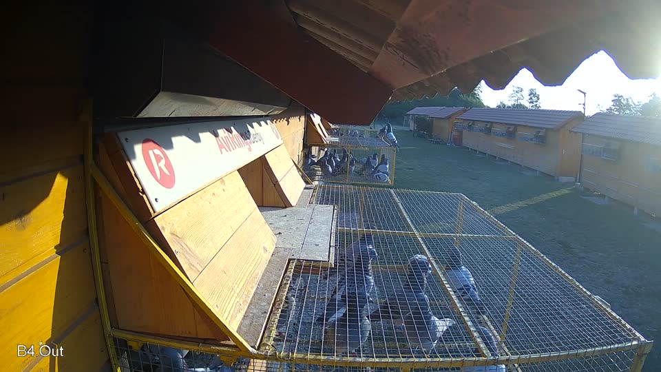 Pigeon Arrival Image For Race Race 1