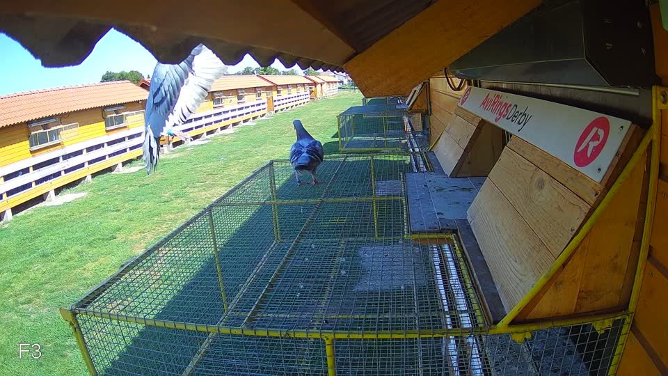Pigeon Arrival Image For Race Race 5
