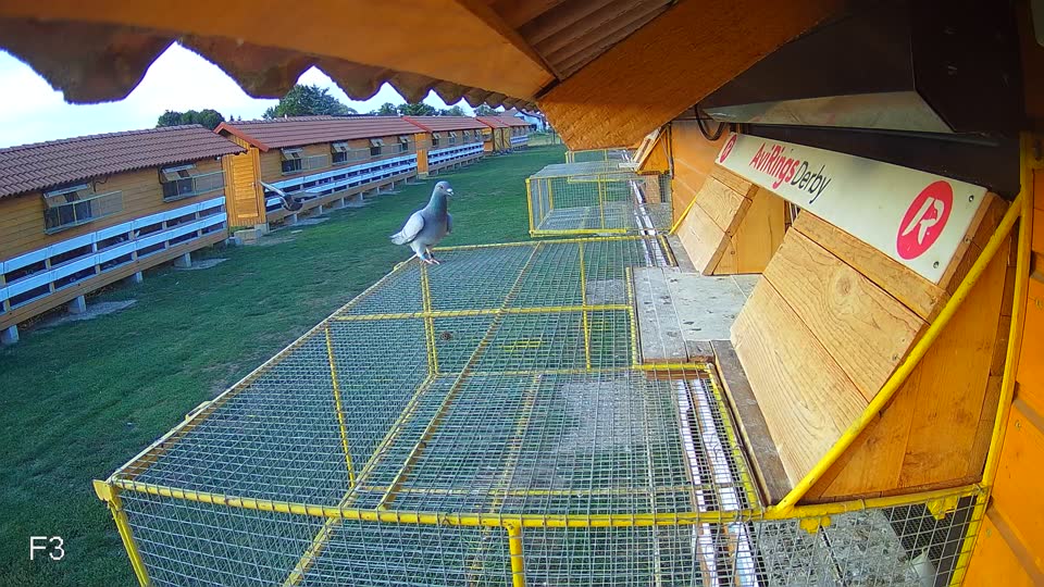 Pigeon Arrival Image For Race Final Race 1/3