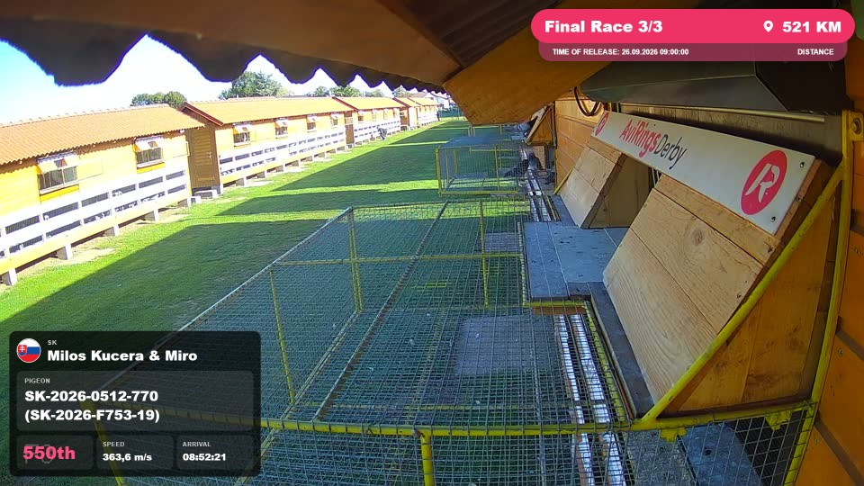 Pigeon Arrival Image For Race Final Race 3/3