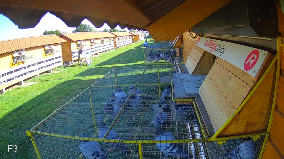 Pigeon Arrival Image For Race Race 4