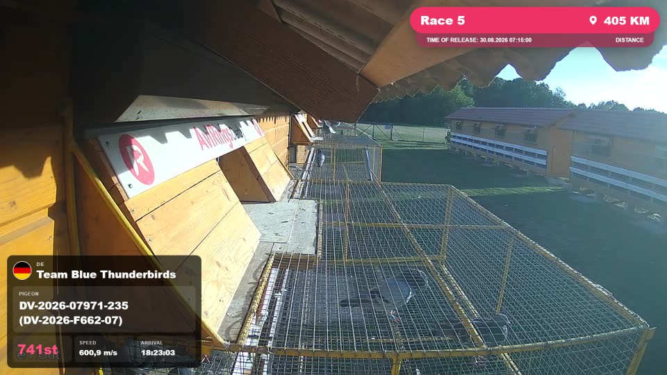Pigeon Arrival Image For Race Race 5