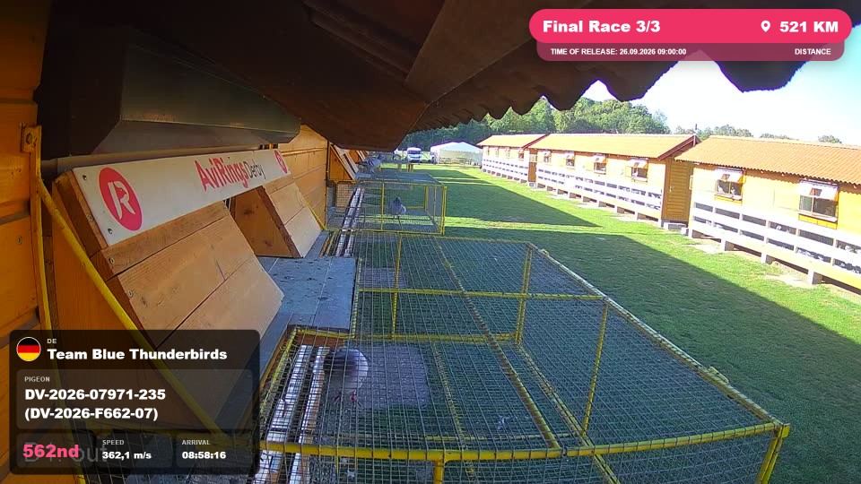 Pigeon Arrival Image For Race Final Race 3/3