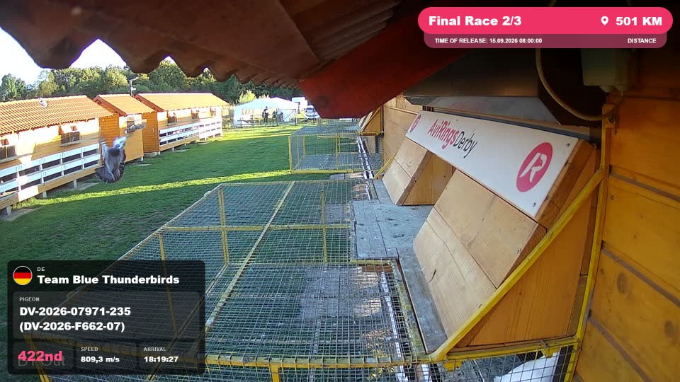 Pigeon Arrival Image For Race Final Race 2/3