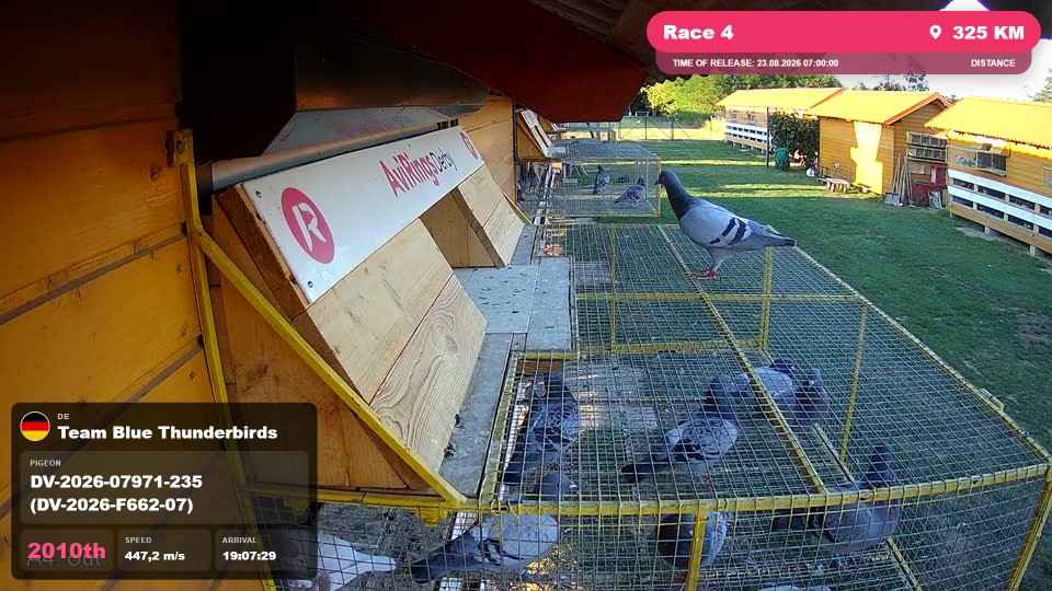 Pigeon Arrival Image For Race Race 4