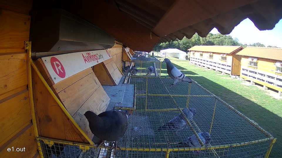 Pigeon Arrival Image For Race Final Race 1/3