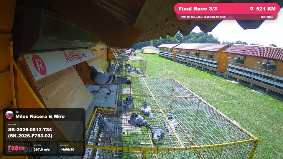 Pigeon Arrival Image For Race Final Race 3/3