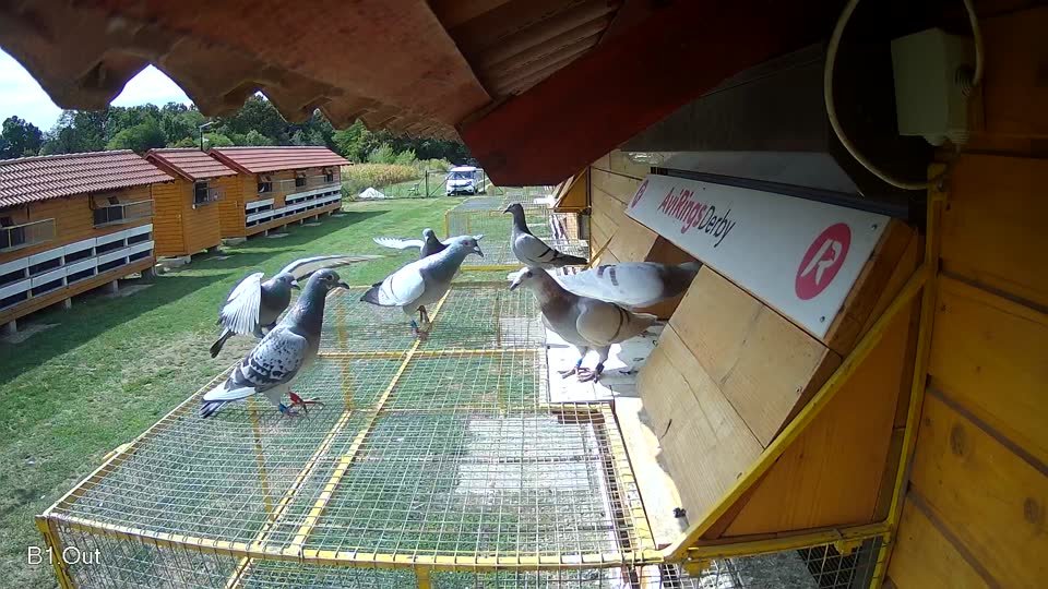 Pigeon Arrival Image For Race Race 4