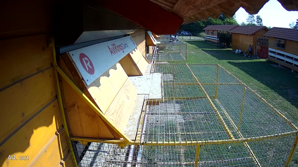 Pigeon Arrival Image For Race Race 1
