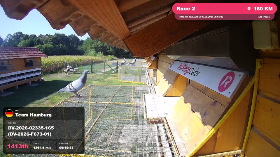 Pigeon Arrival Image For Race Race 2