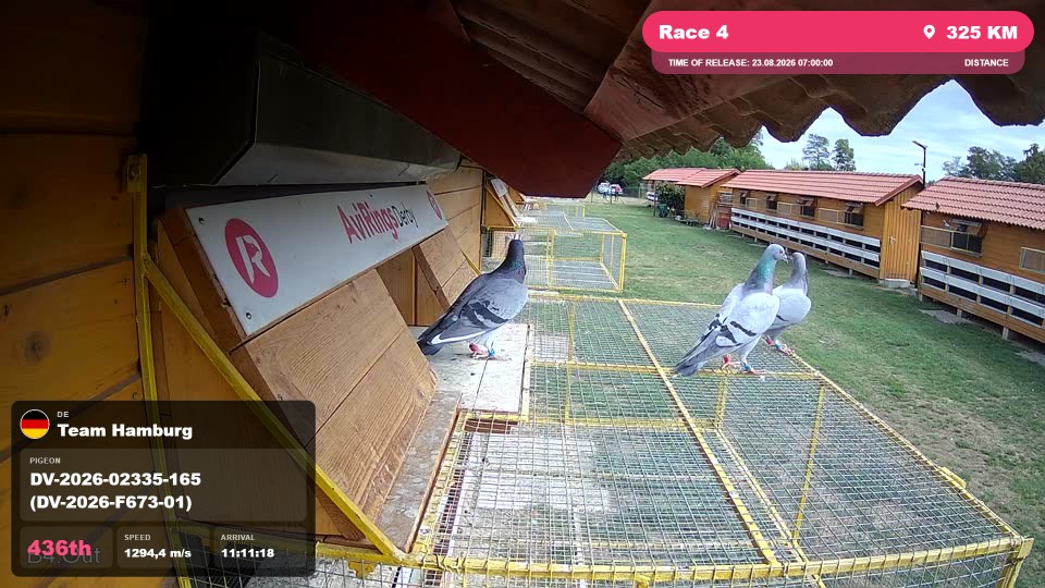 Pigeon Arrival Image For Race Race 4