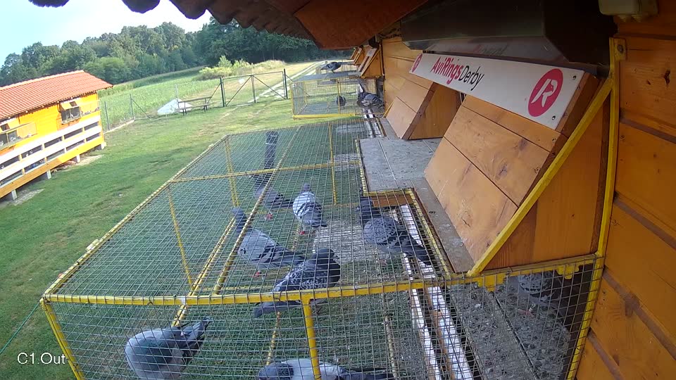 Pigeon Arrival Image For Race Race 4