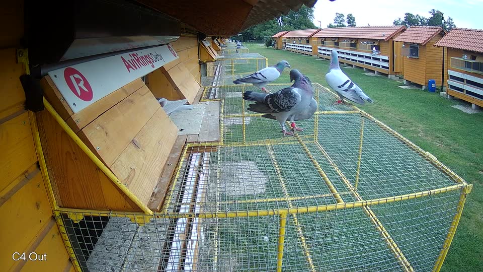 Pigeon Arrival Image For Race Race 3