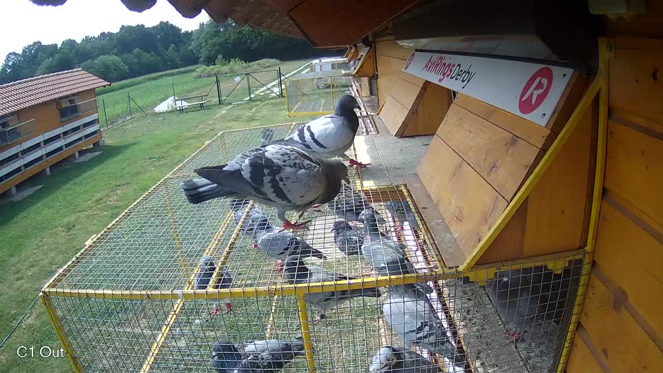 Pigeon Arrival Image For Race Race 4