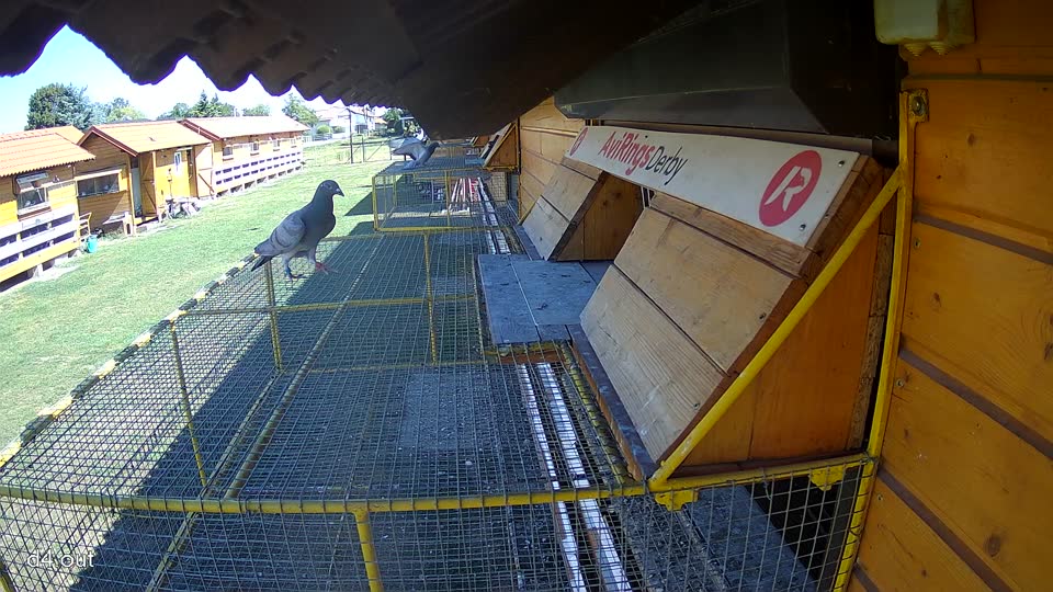Pigeon Arrival Image For Race Race 3