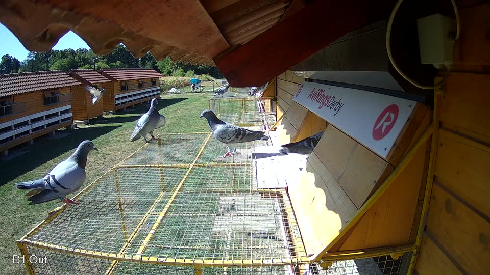 Pigeon Arrival Image For Race Race 3