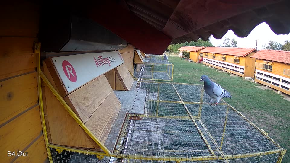 Pigeon Arrival Image For Race Final Race 1/3