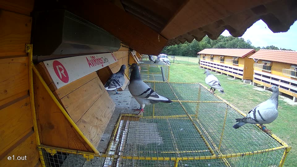 Pigeon Arrival Image For Race Race 4