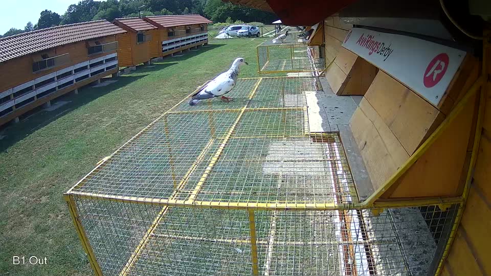 Pigeon Arrival Image For Race Race 4