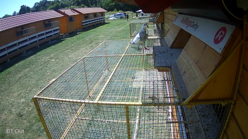Pigeon Arrival Image For Race Race 5