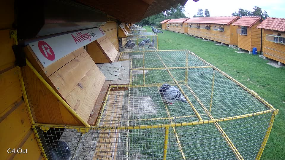 Pigeon Arrival Image For Race Race 6