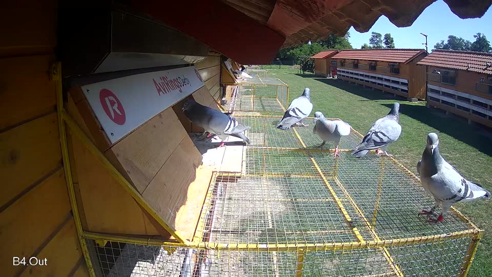 Pigeon Arrival Image For Race Race 2