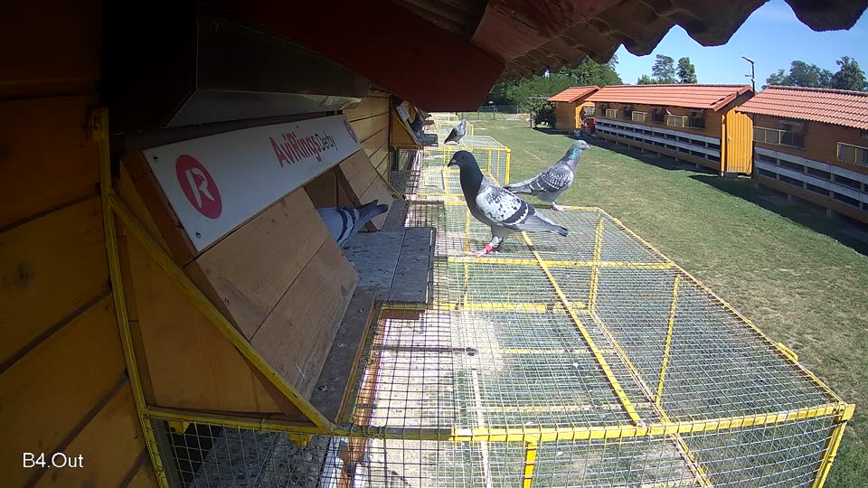 Pigeon Arrival Image For Race Race 5