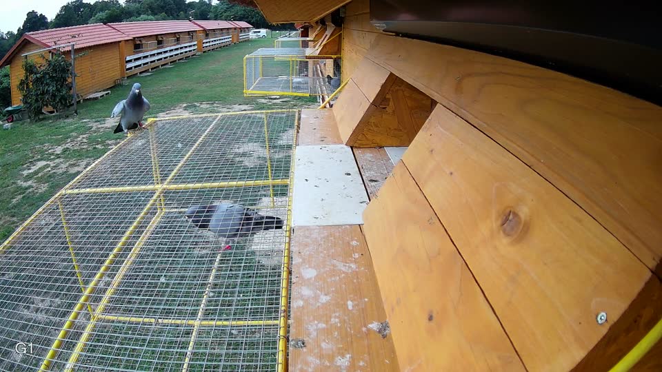 Pigeon Arrival Image For Race Race 3