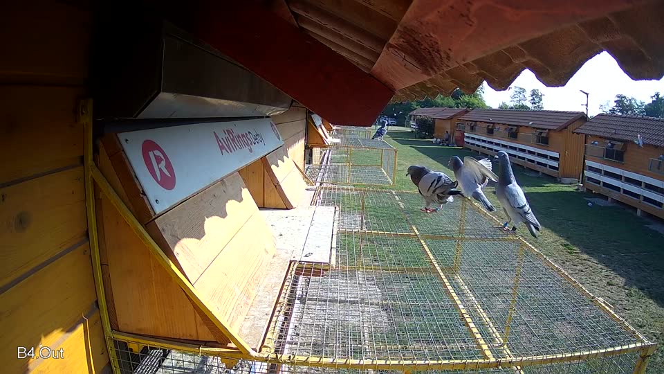 Pigeon Arrival Image For Race Race 1