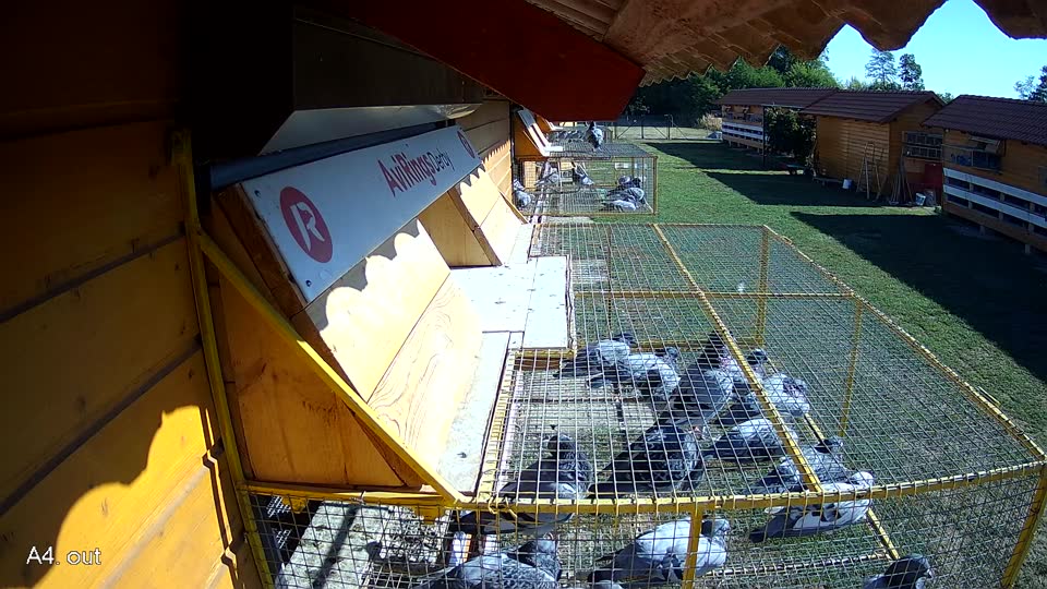 Pigeon Arrival Image For Race Race 3
