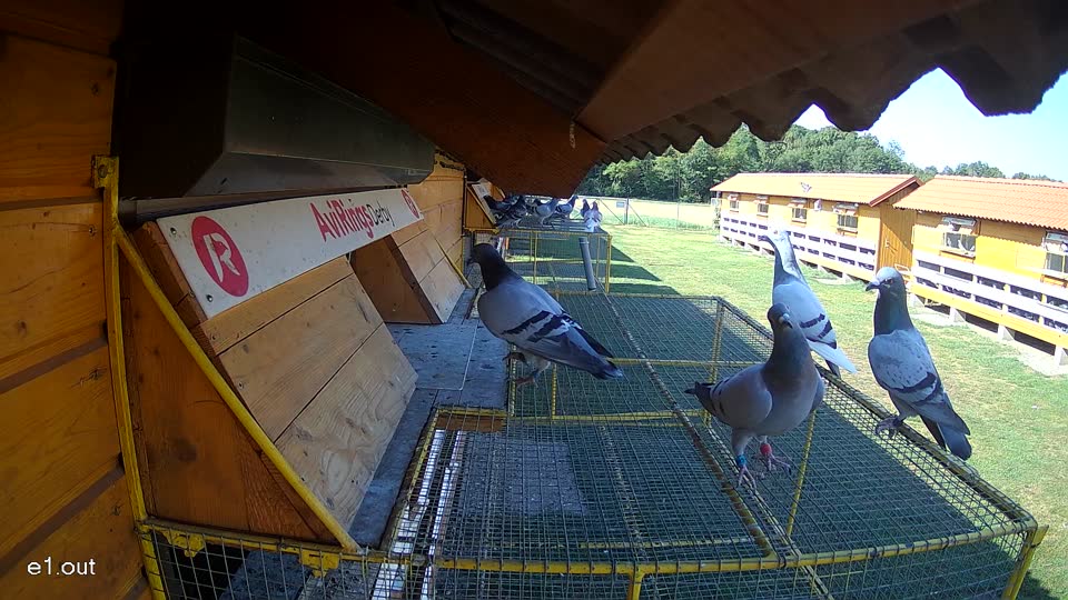 Pigeon Arrival Image For Race Race 2