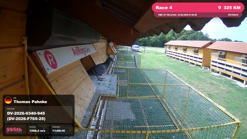 Pigeon Arrival Image For Race Race 4