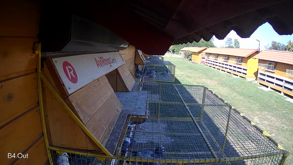 Pigeon Arrival Image For Race Race 5