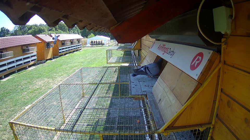 Pigeon Arrival Image For Race Final Race 1/3