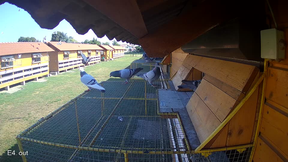 Pigeon Arrival Image For Race Race 2