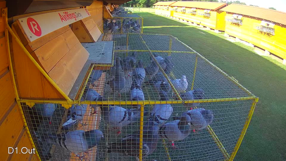Pigeon Arrival Image For Race Race 4
