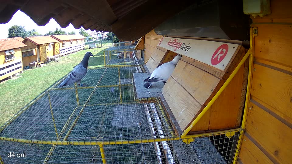 Pigeon Arrival Image For Race Race 1
