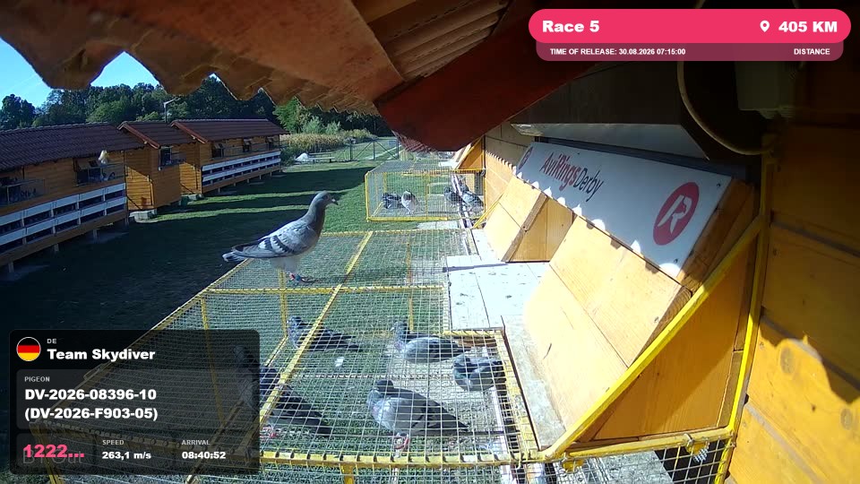 Pigeon Arrival Image For Race Race 5
