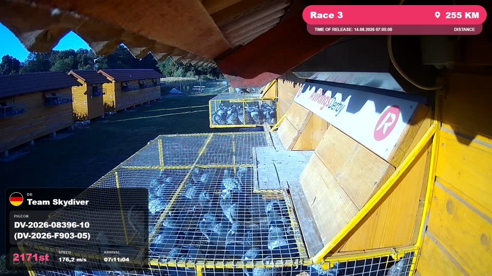 Pigeon Arrival Image For Race Race 3