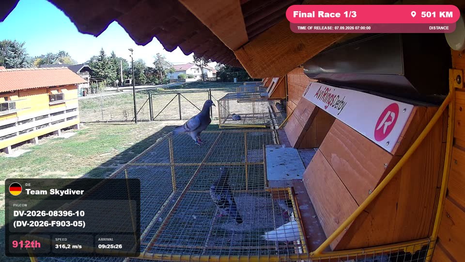 Pigeon Arrival Image For Race Final Race 1/3