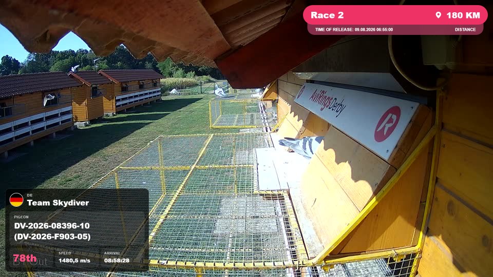 Pigeon Arrival Image For Race Race 2