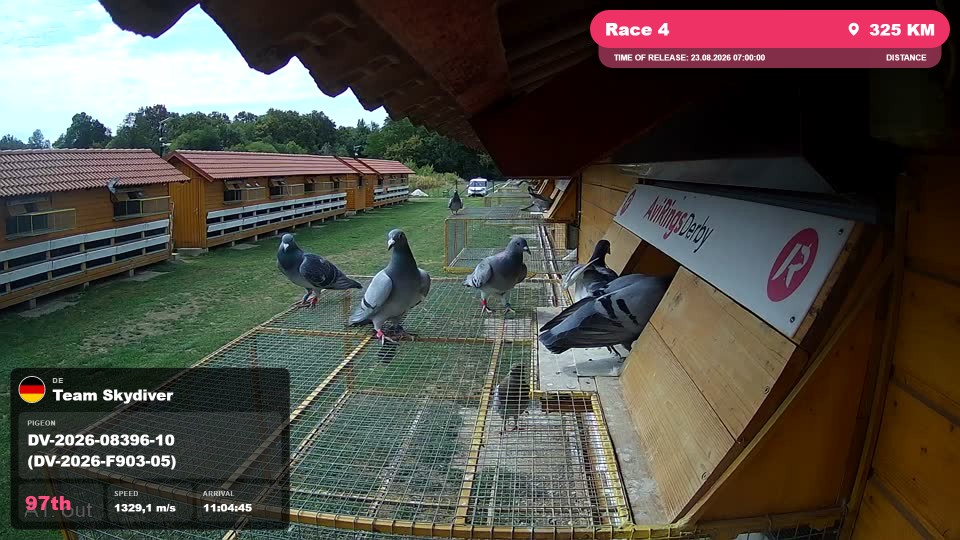 Pigeon Arrival Image For Race Race 4