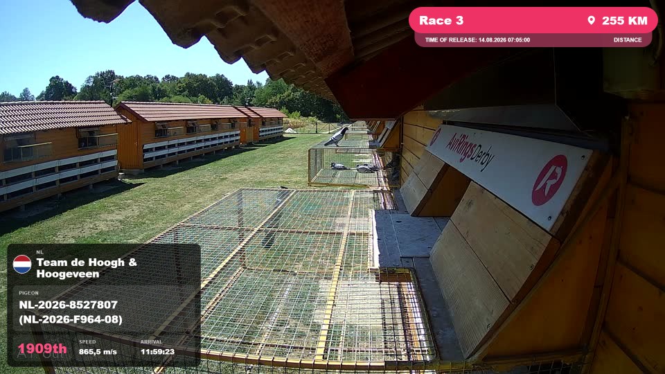 Pigeon Arrival Image For Race Race 3