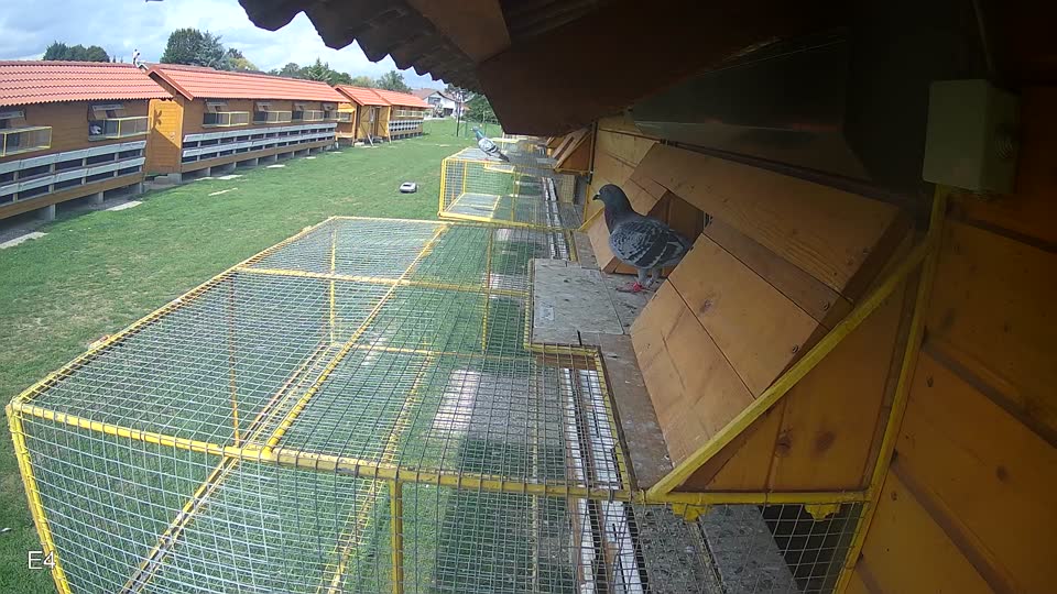 Pigeon Arrival Image For Race Race 6