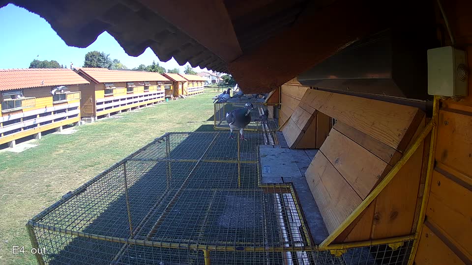Pigeon Arrival Image For Race Race 3