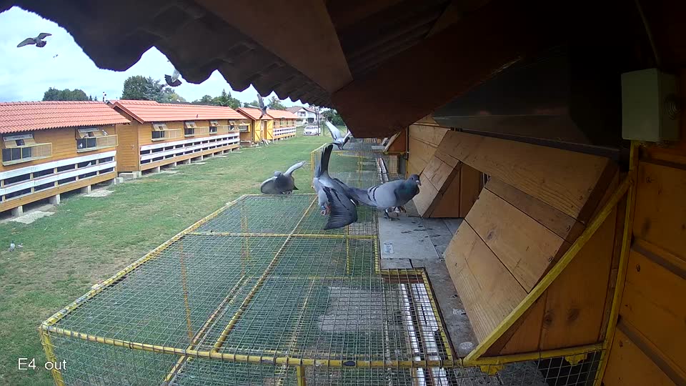 Pigeon Arrival Image For Race Race 4
