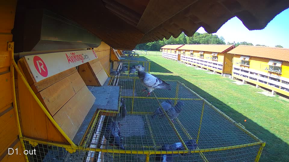 Pigeon Arrival Image For Race Race 5