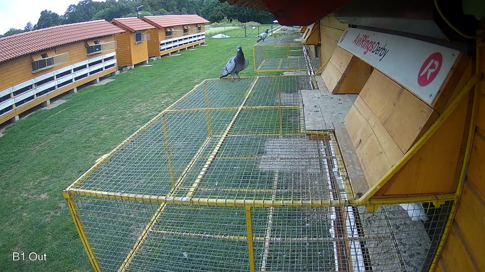 Pigeon Arrival Image For Race Race 6