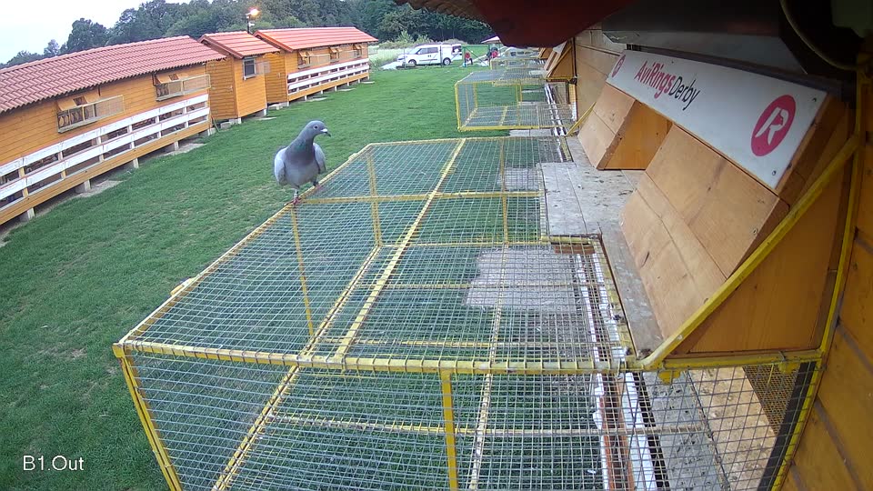 Pigeon Arrival Image For Race Final race 1